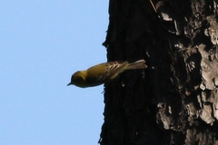 Setophaga pinus pinus
