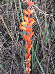 Dyckia