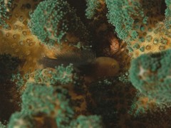 Paragobiodon modestus