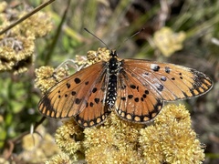 Acraea bomba