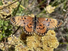 Acraea bomba
