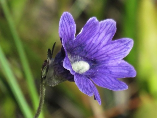 Pinguicula caerulea image