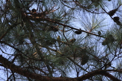 Setophaga pinus pinus