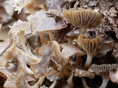 Mycena overholtsii