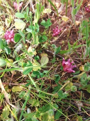 Trifolium depauperatum