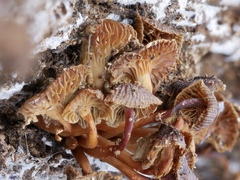 Mycena overholtsii
