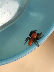Phidippus cardinalis