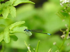 Acanthagrion quadratum