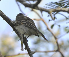 Mecocerculus leucophrys