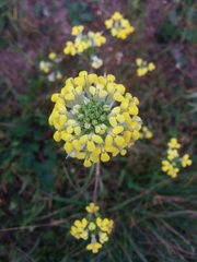 Triphysaria versicolor