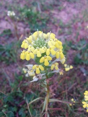 Triphysaria versicolor