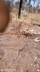 Stereospermum euphorioides