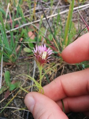 Castilleja densiflora