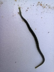 Eulalia