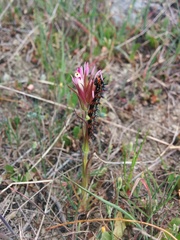 Castilleja densiflora