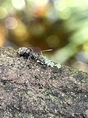 Camponotus novogranadensis
