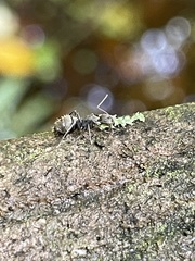 Camponotus novogranadensis