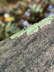 Camponotus novogranadensis