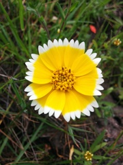 Layia chrysanthemoides