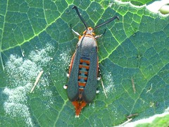 Eichlinia grande