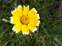 Layia chrysanthemoides