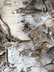 Menemerus semilimbatus