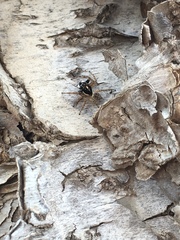 Menemerus semilimbatus