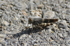 Oedipoda germanica meridionalis