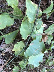 Smilax californica
