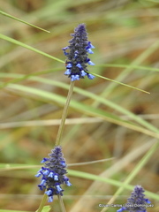 Salvia stachyoides