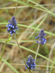 Salvia stachyoides
