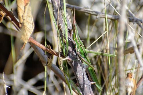 Slantface Grasshoppers