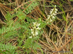 Astragalus strigulosus