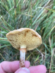 Suillus flavidus