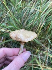 Suillus flavidus