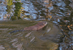 Ondatra zibethicus