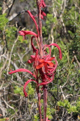 Watsonia vanderspuyae