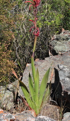 Watsonia vanderspuyae