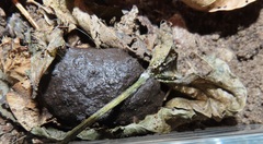 Mecynorhina passerinii