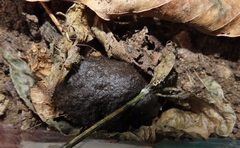 Mecynorhina passerinii