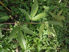 Passiflora antioquiensis