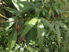 Passiflora antioquiensis