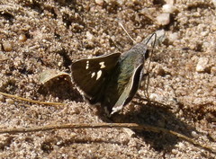 Atrytonopsis pittacus