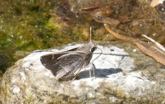 Atrytonopsis pittacus