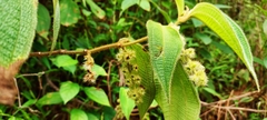 Miconia dependens