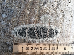 Lecidella elaeochroma