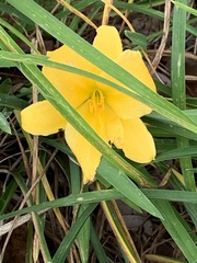 Hemerocallis