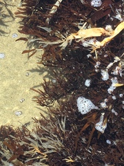 Prionitis lanceolata