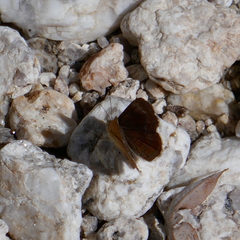 Calephelis arizonensis