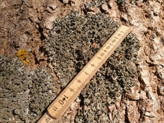 Pleurosticta acetabulum